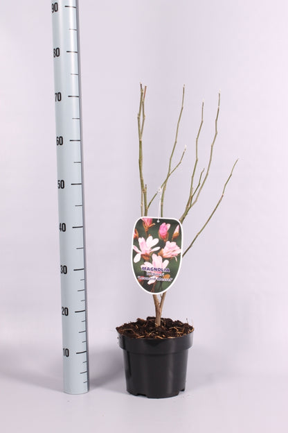 Magnolia loebneri &