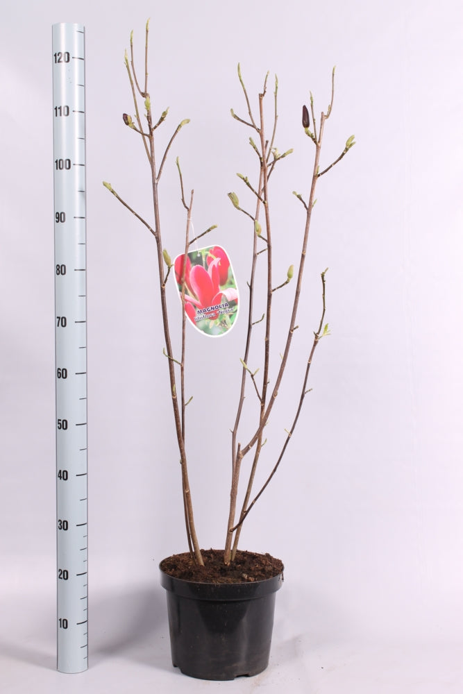 Magnolia loebneri &