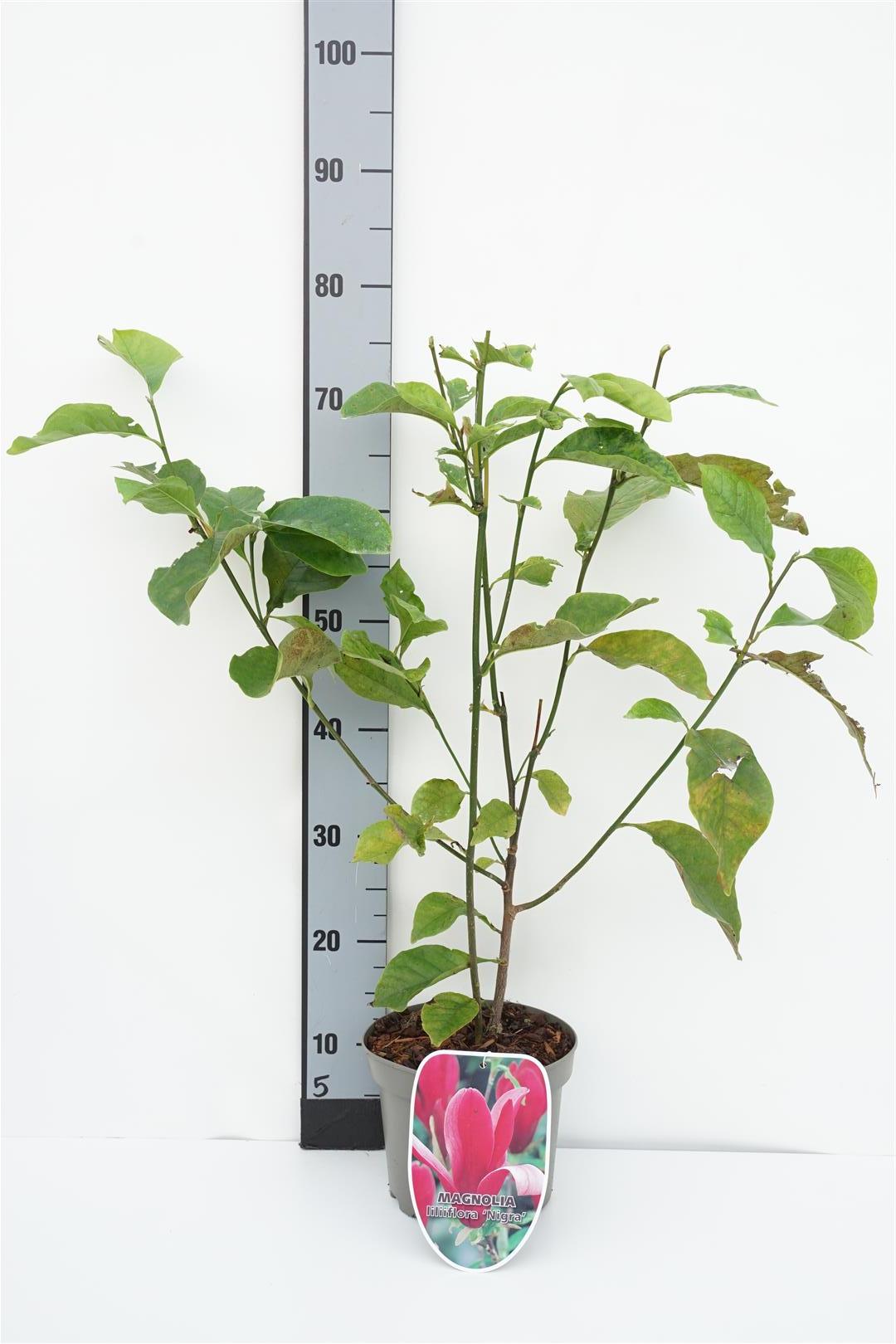 Magnolia liliiflora &