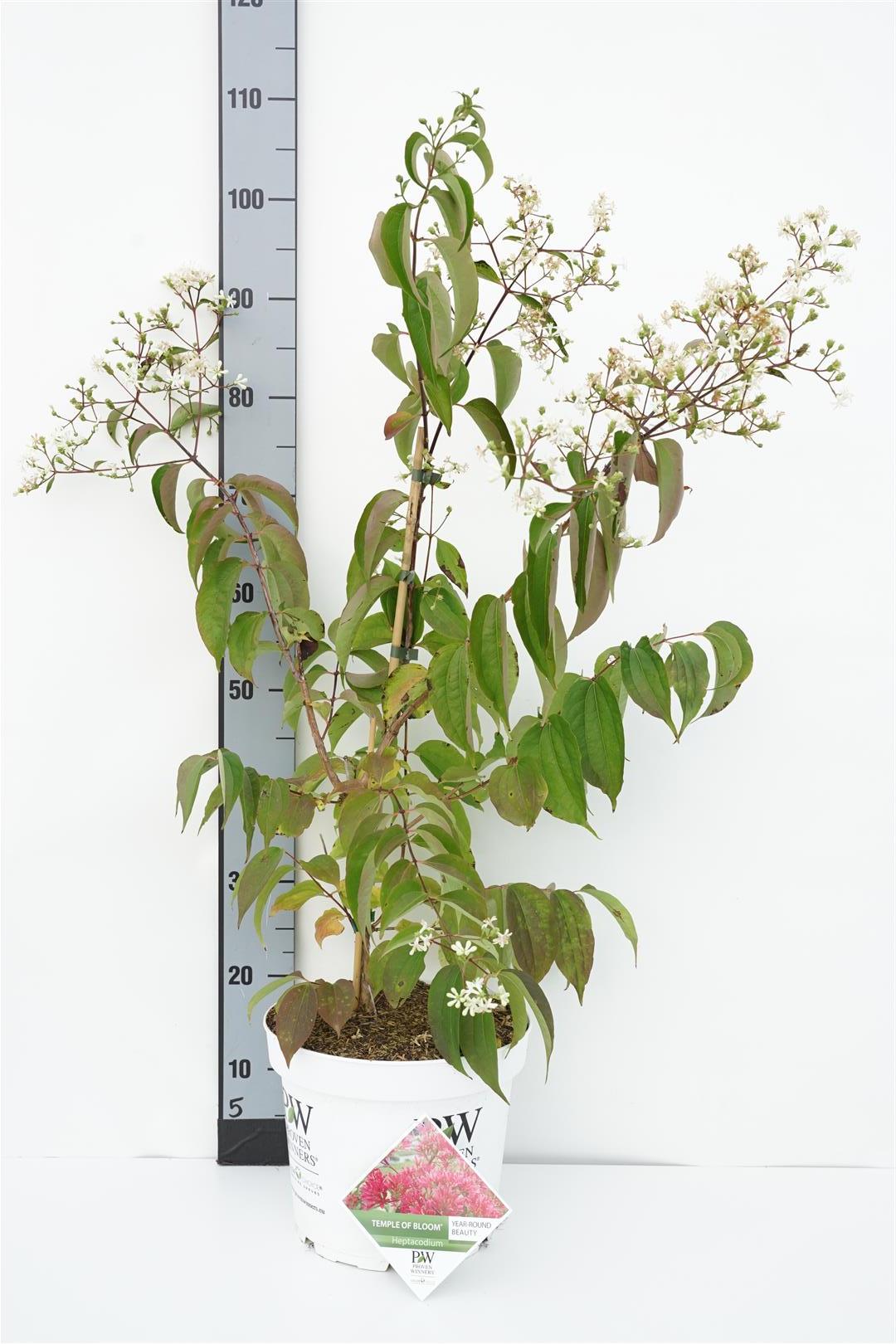 Magnolia &