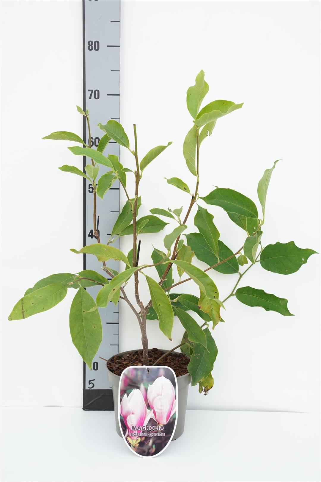 Magnolia soulangeana C55 (55 liters kruka) 200-250 cm