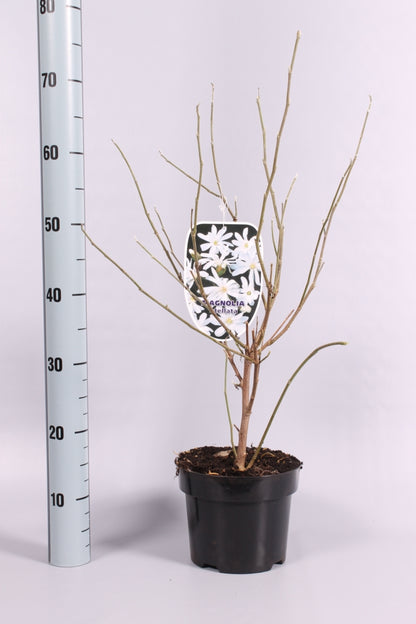 Magnolia stellata 50-60 cm, C3 (3 liters kruka) / 19 cm kruka