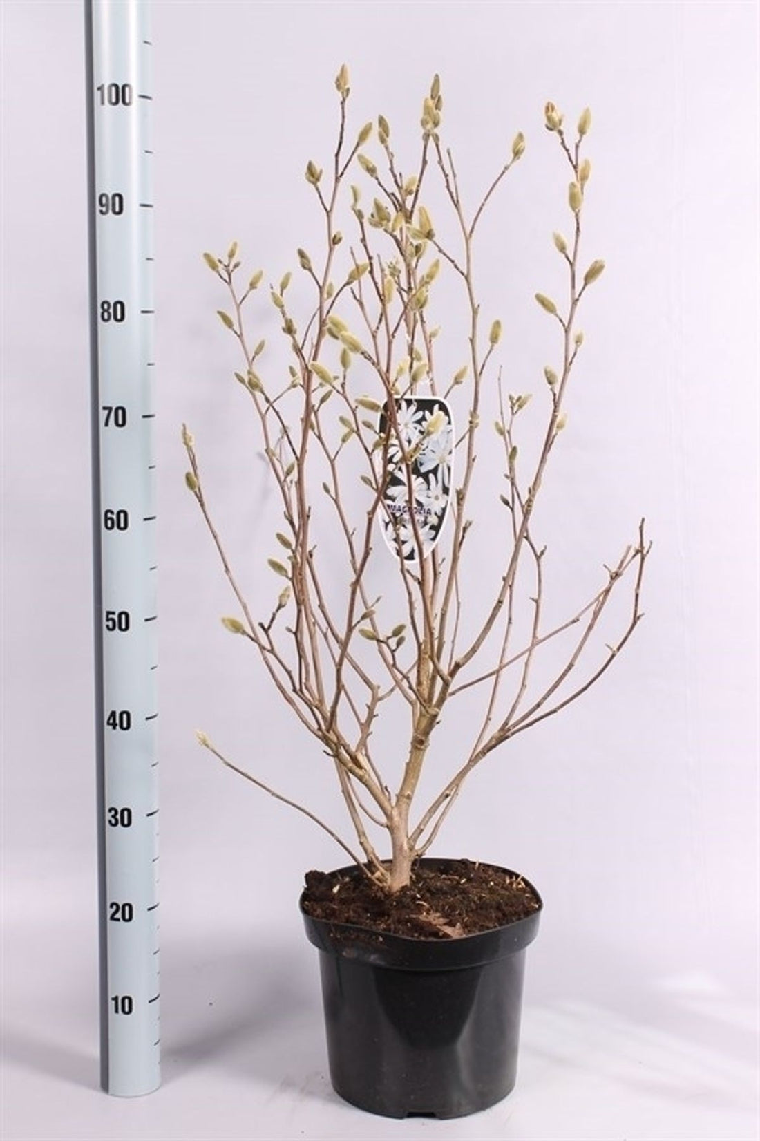 Magnolia stellata - C7,5/P26 80-100 CM