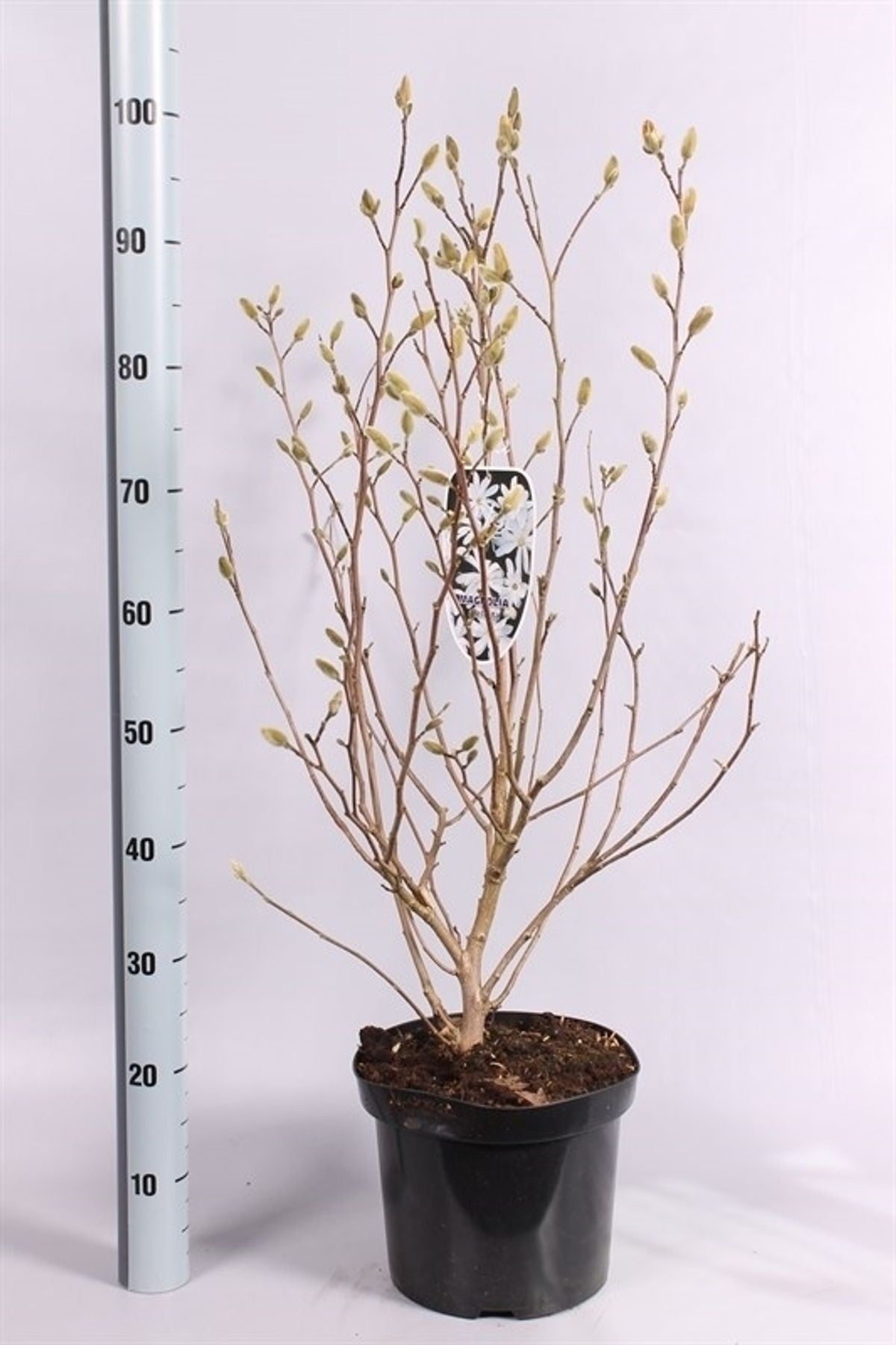 Magnolia stellata - C7,5/P26 80-100 CM