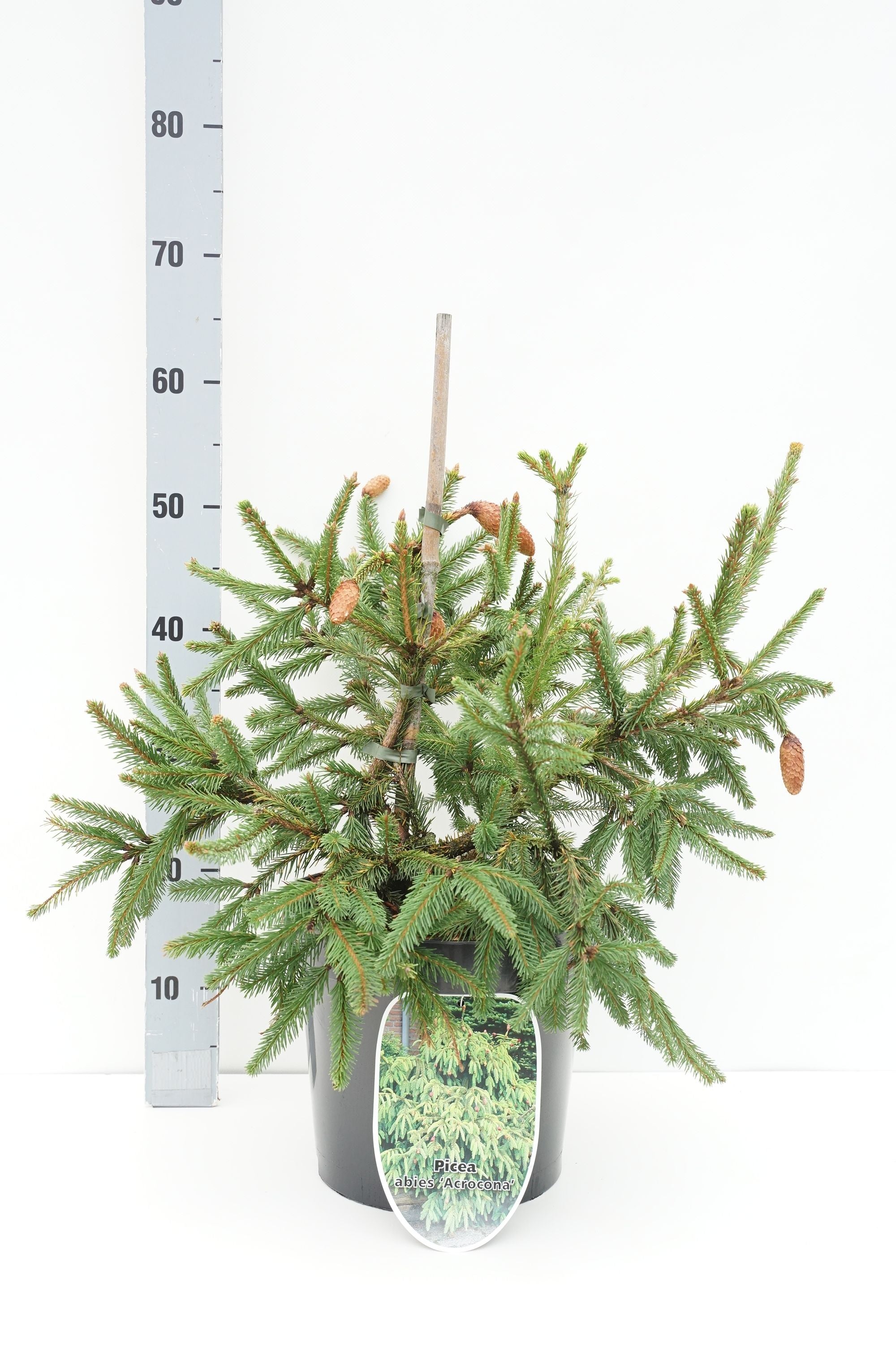 Picea abies &