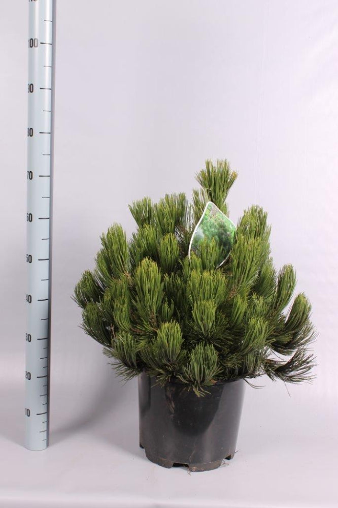 Tall heldreichii &