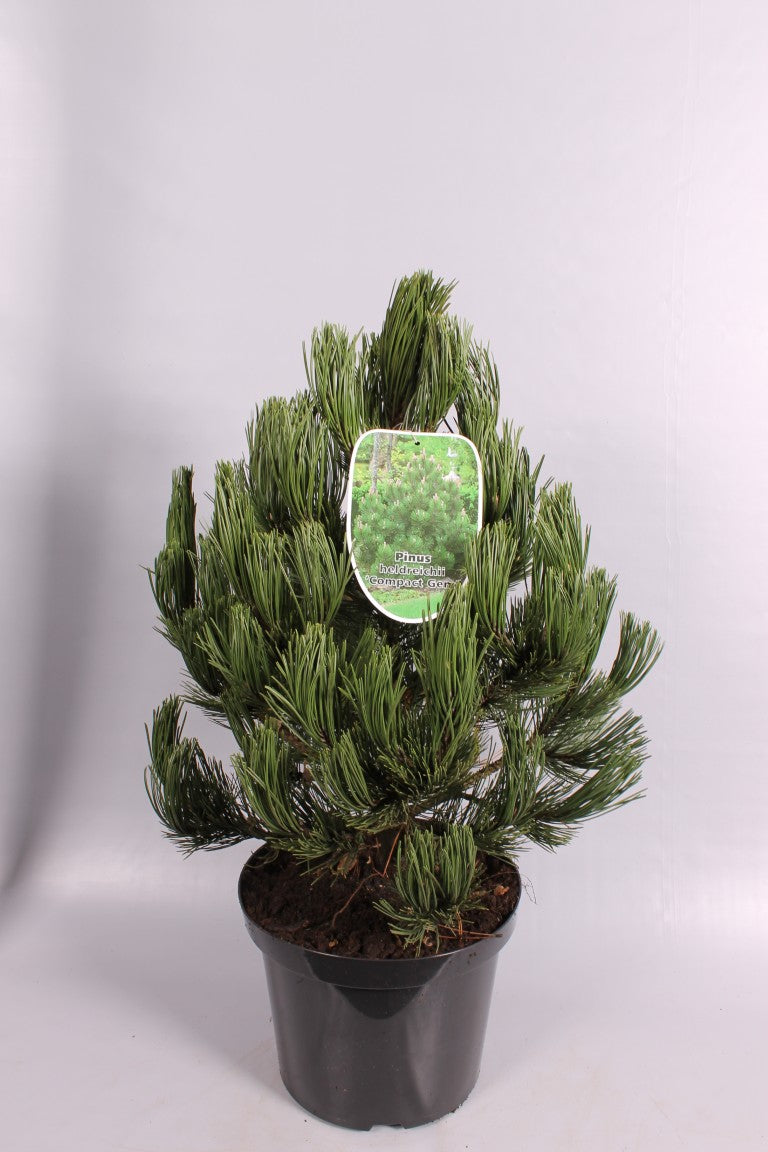 Pinus heldreichii &