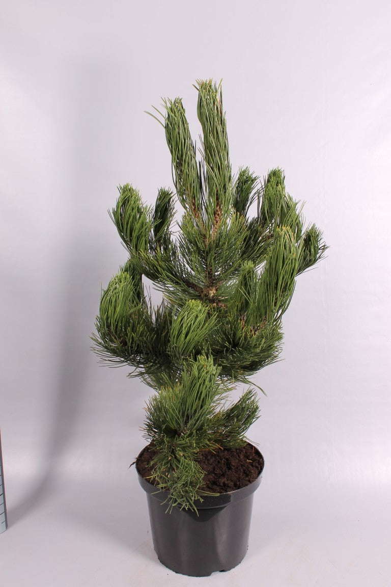 Tall heldreichii &