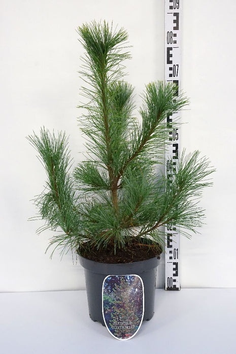 Pinus monticola 'Ammerland'