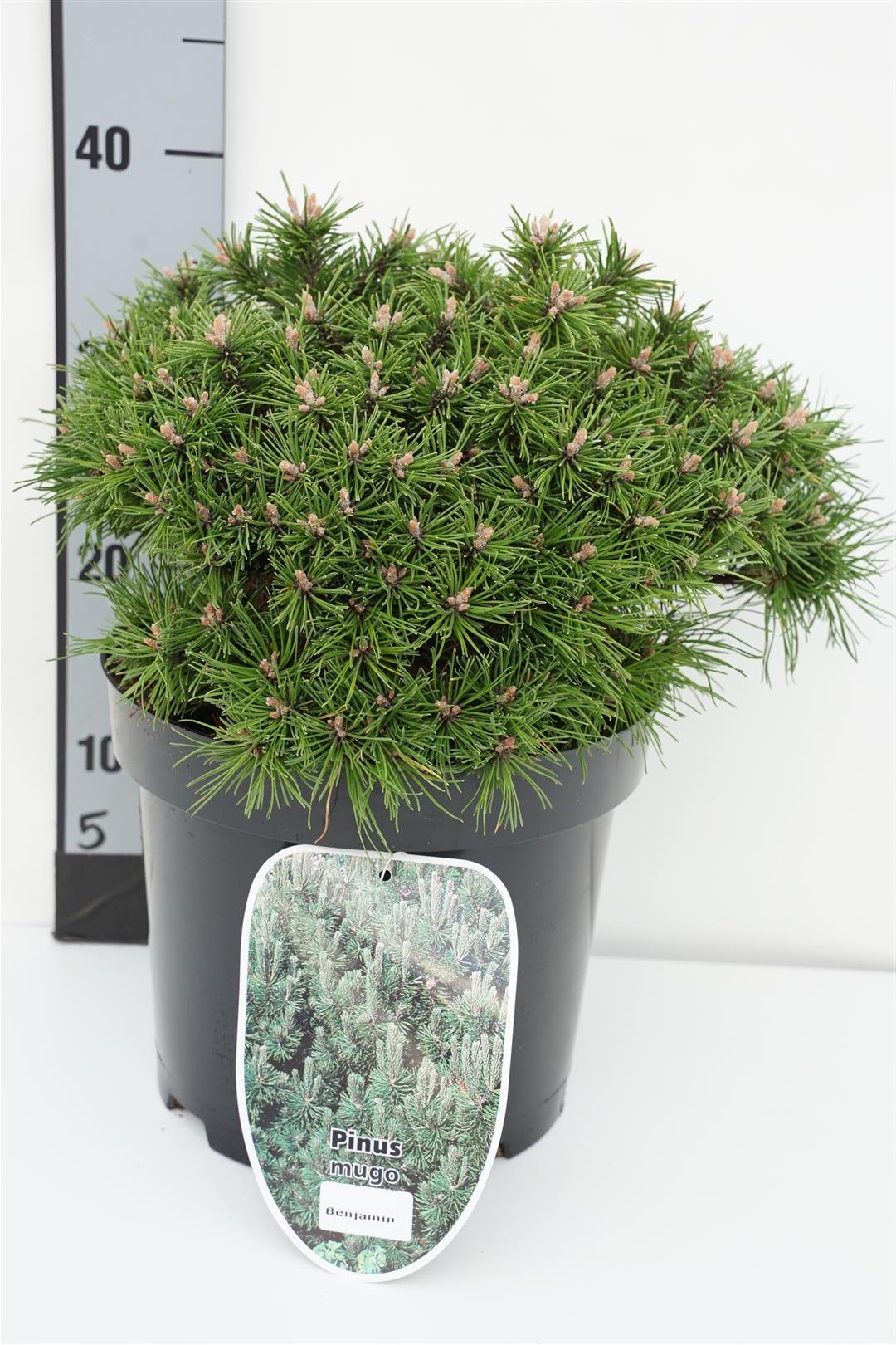 Tall mugo &