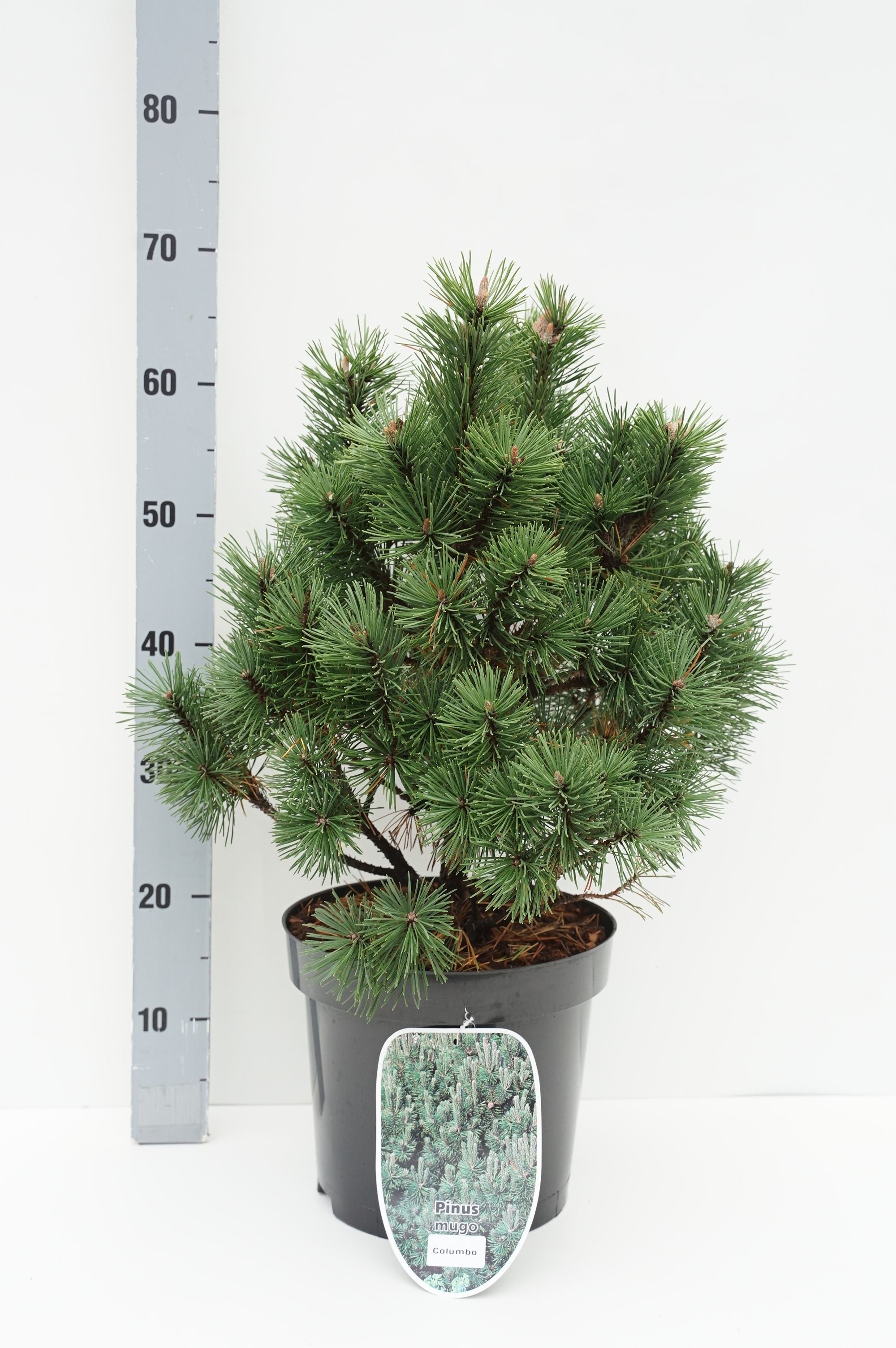 Pinus mugo &