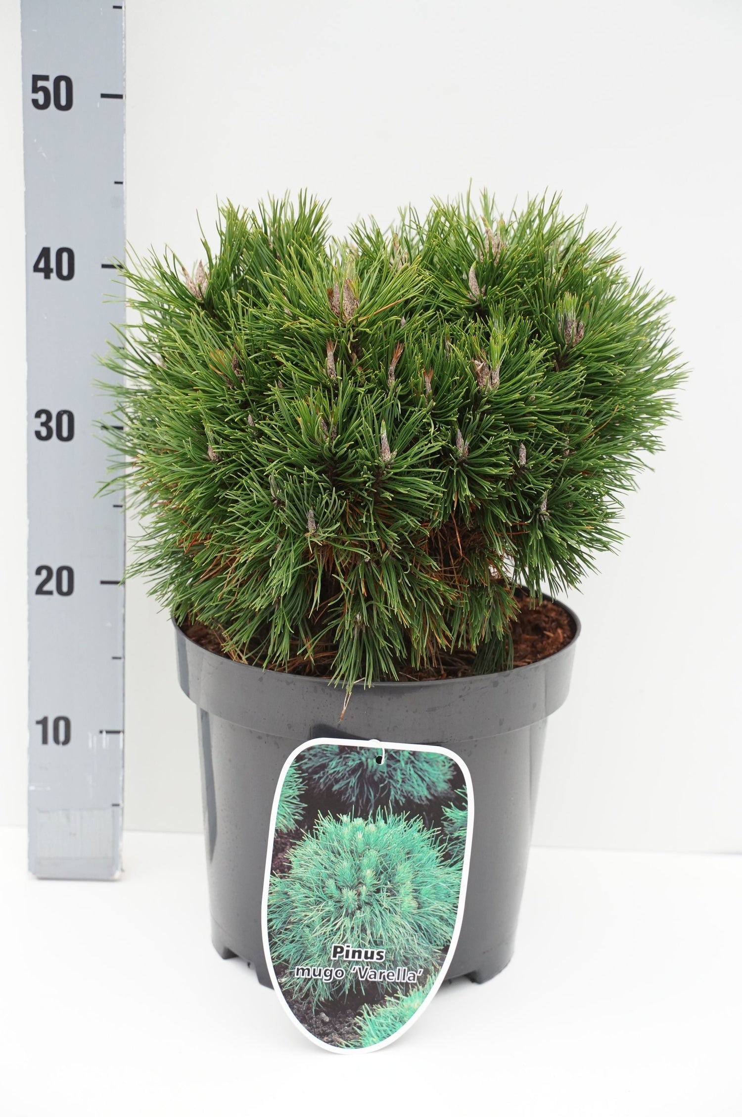 Pinus mugo &