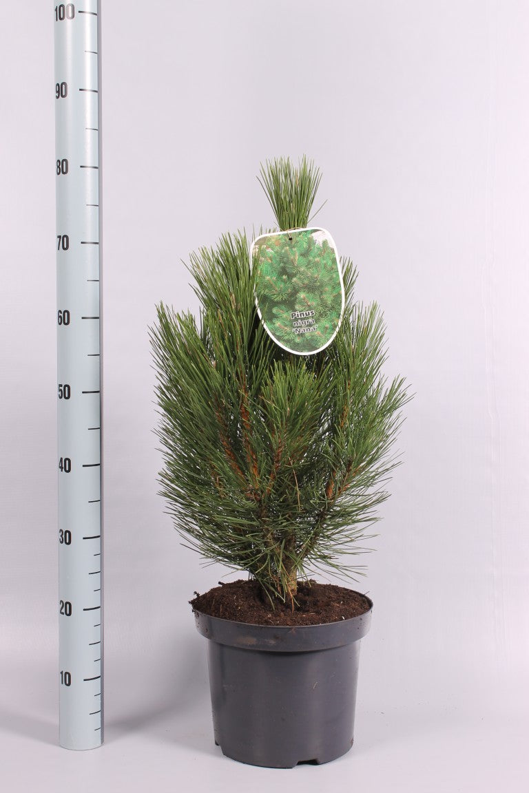 Pinus nigra &