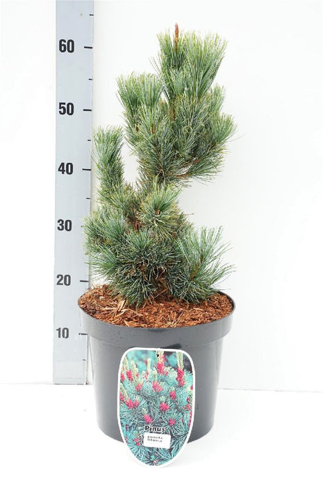 Pinus pumila 'Glauca'