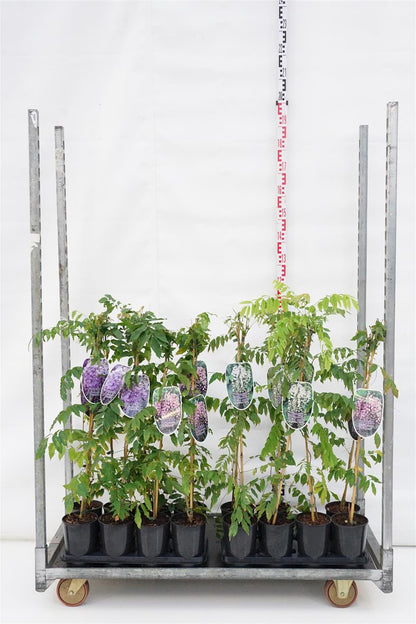 Wisteria i sorter C2 (2 liters kruka) / 17 cm kruka 80-100 cm