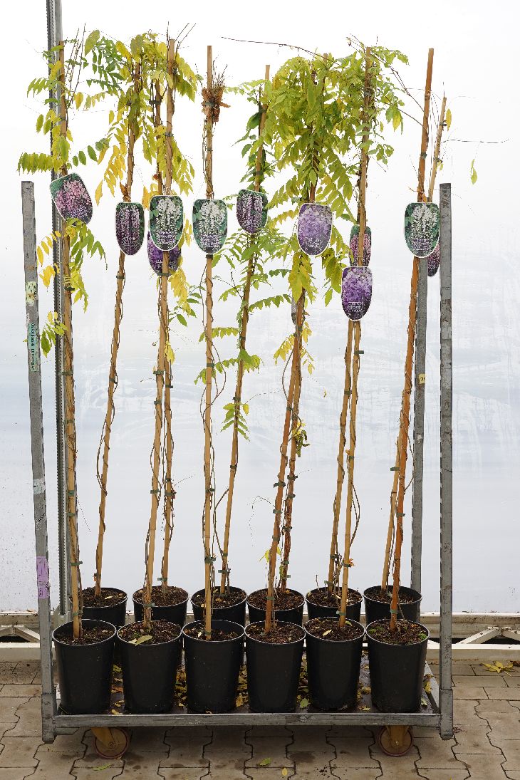 Wisteria i sorter C7,5 (7,5 liters kruka) 150-200 cm
