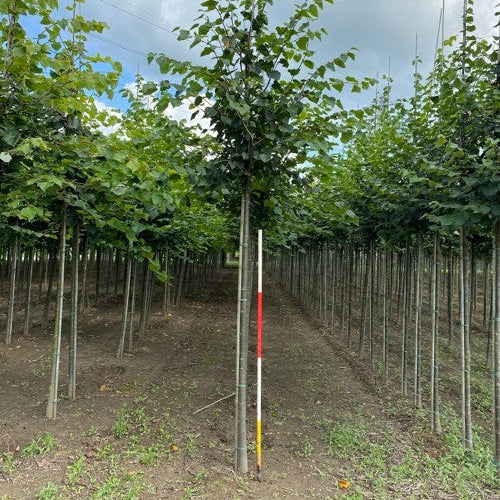 Skogslind - Tilia cordata 12-14 HS,