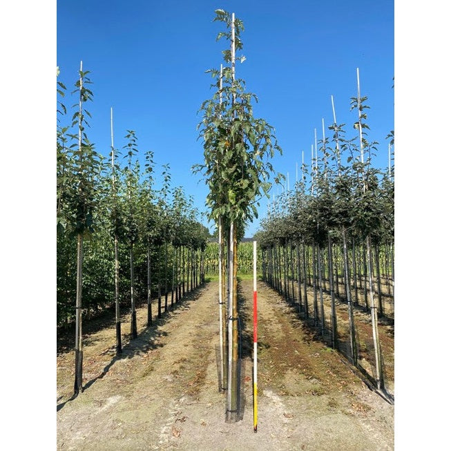 Hybridoxel - Sorbus thuringiaca &