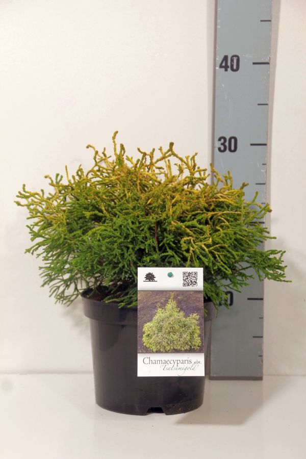 Chamaecyparis obtusa &