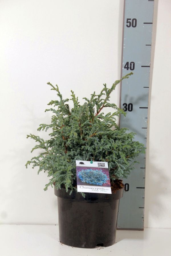 Ädelcypress p. &