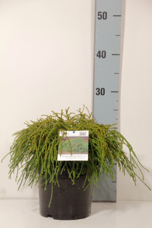 Ädelcypress p. &