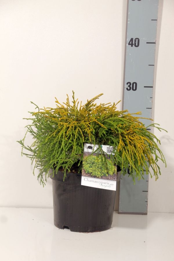Ädelcypress p. &