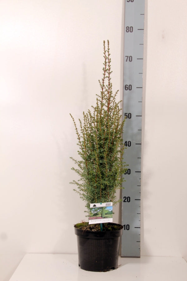 Juniperus comm. &