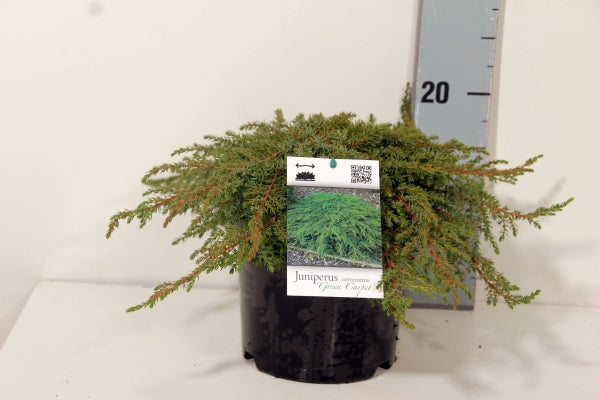 En comm. &