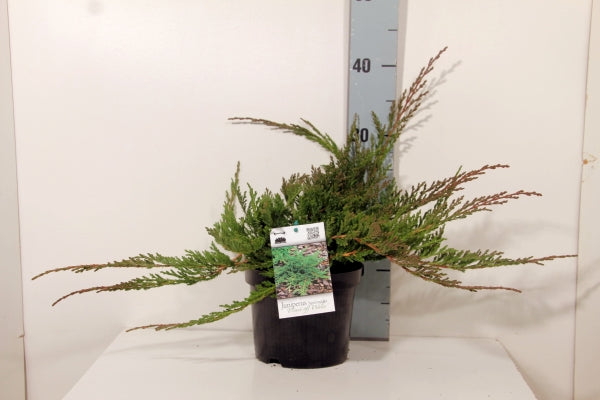 Juniperus horizontalis &