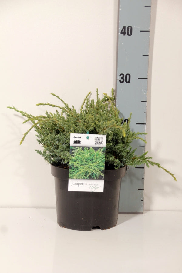 En squa. &