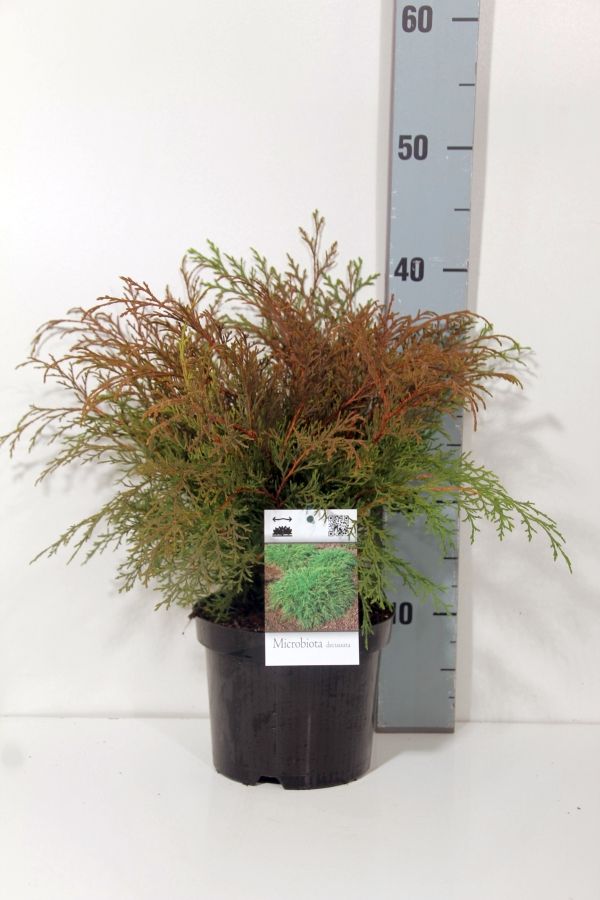 Kryptuja decussata - C2/P17 20-25 CM