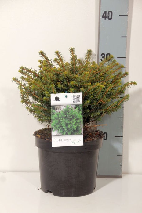 Picea omorika "Karel"