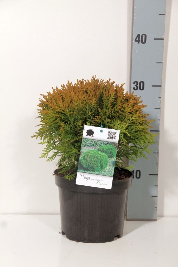 Thuja occ. &