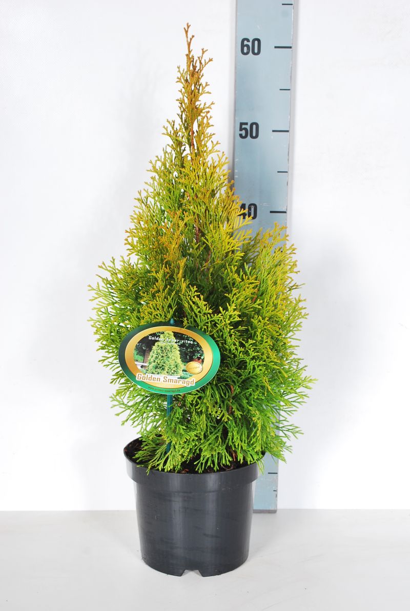 Thuja occ. &
