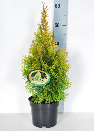 Thuja occ. 'Golden Smaragd'