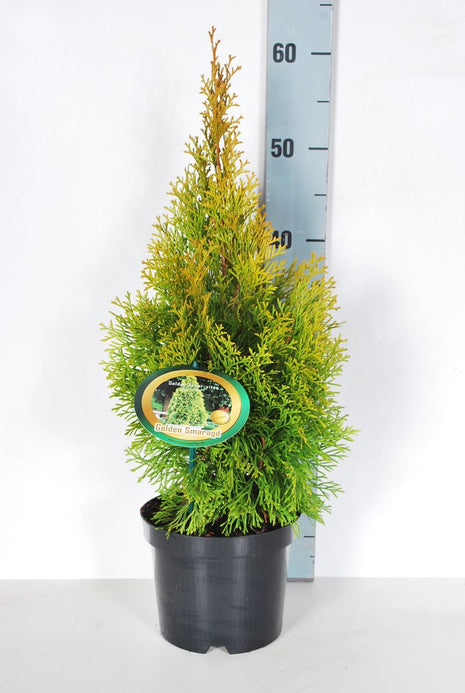 Thuja occ. 'Golden Smaragd'