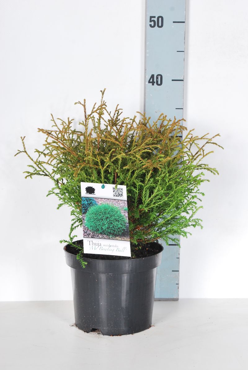 Thuja occ. &