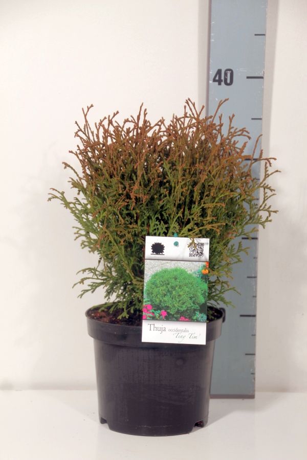 Thuja occ. &