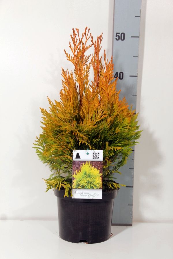 Thuja pl. &