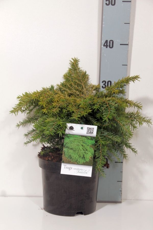 Hemlock can. &