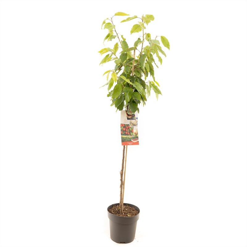 Prunus avium &