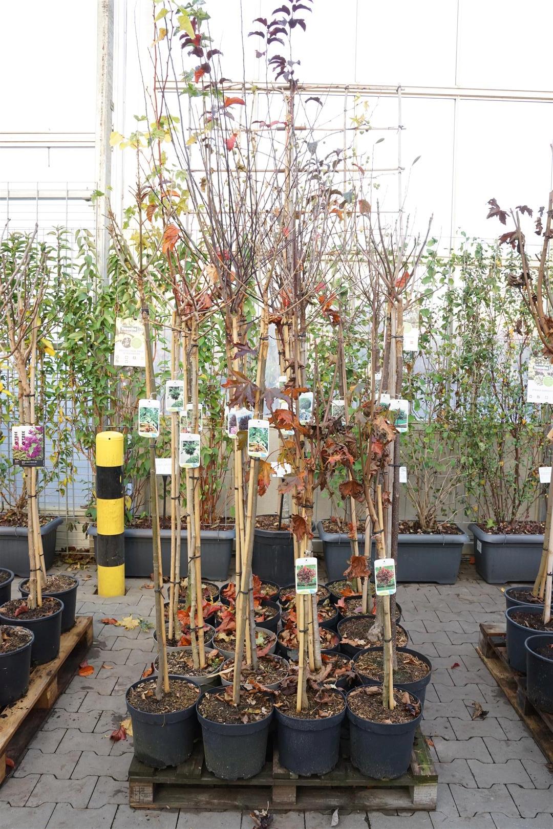 Buskar i sorter - MIXPALLET STEMS