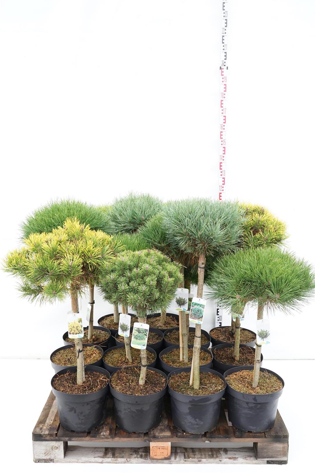 Tall in cultivars - MIXPALLET STEMS