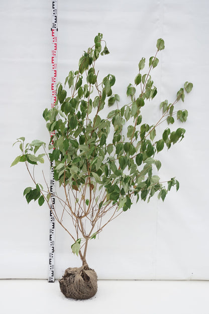 Cornus kousa &