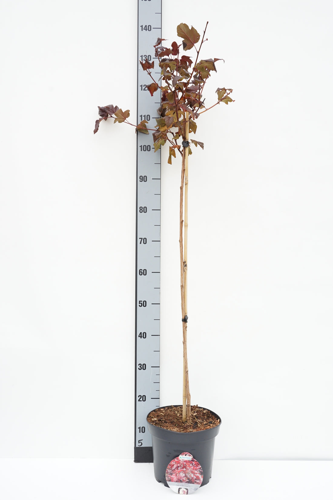 Smällspirea op. &