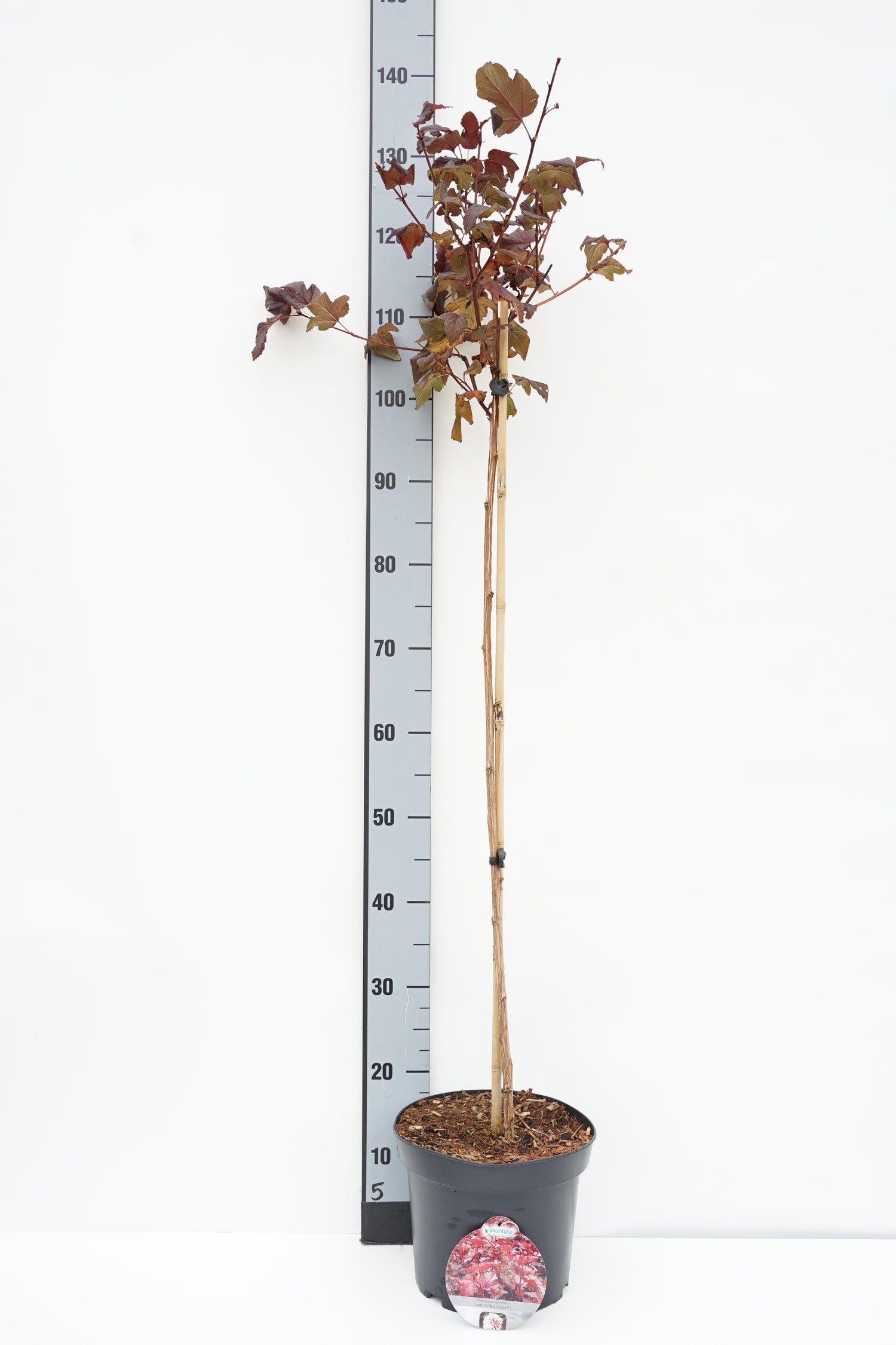 Smällspirea op. &