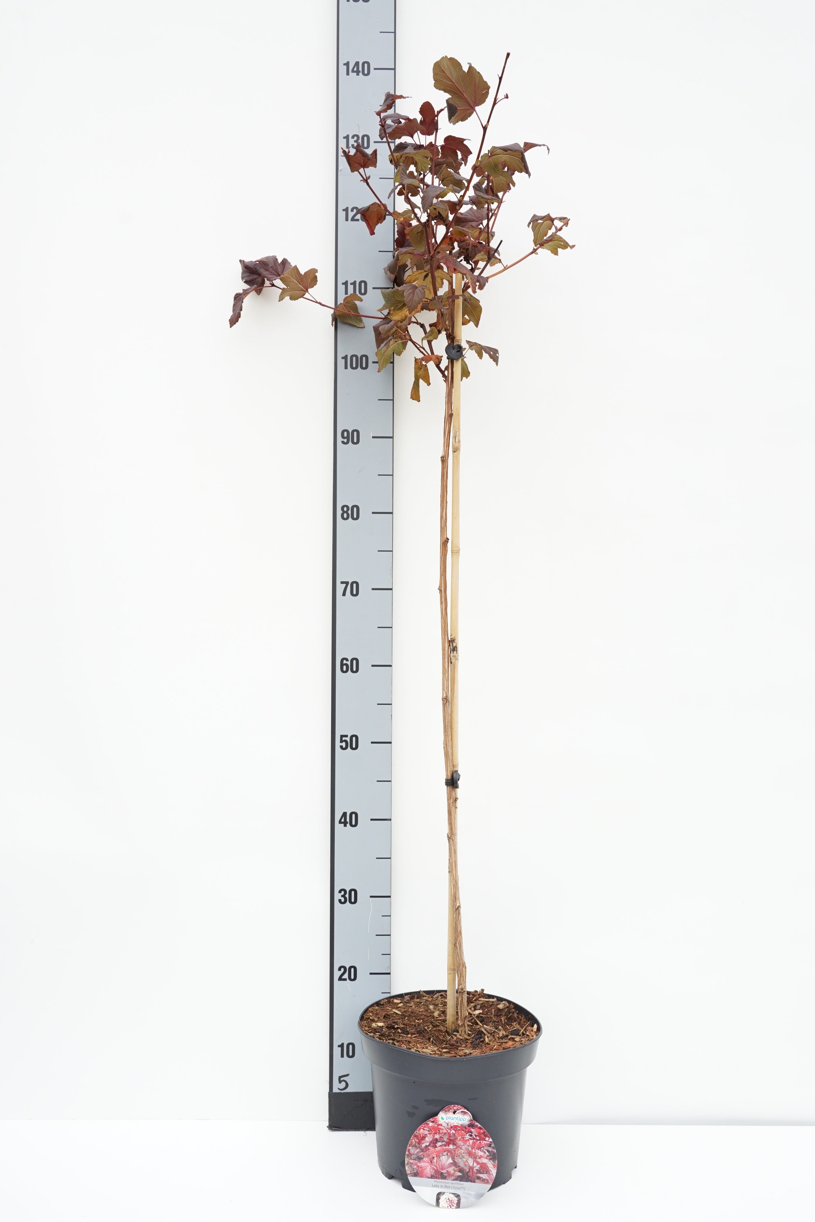 Smällspirea op. &
