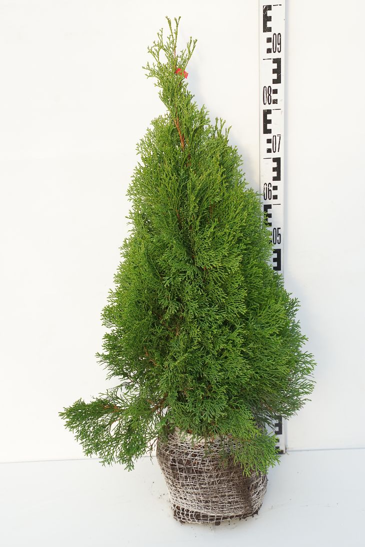 Thuja occ. &