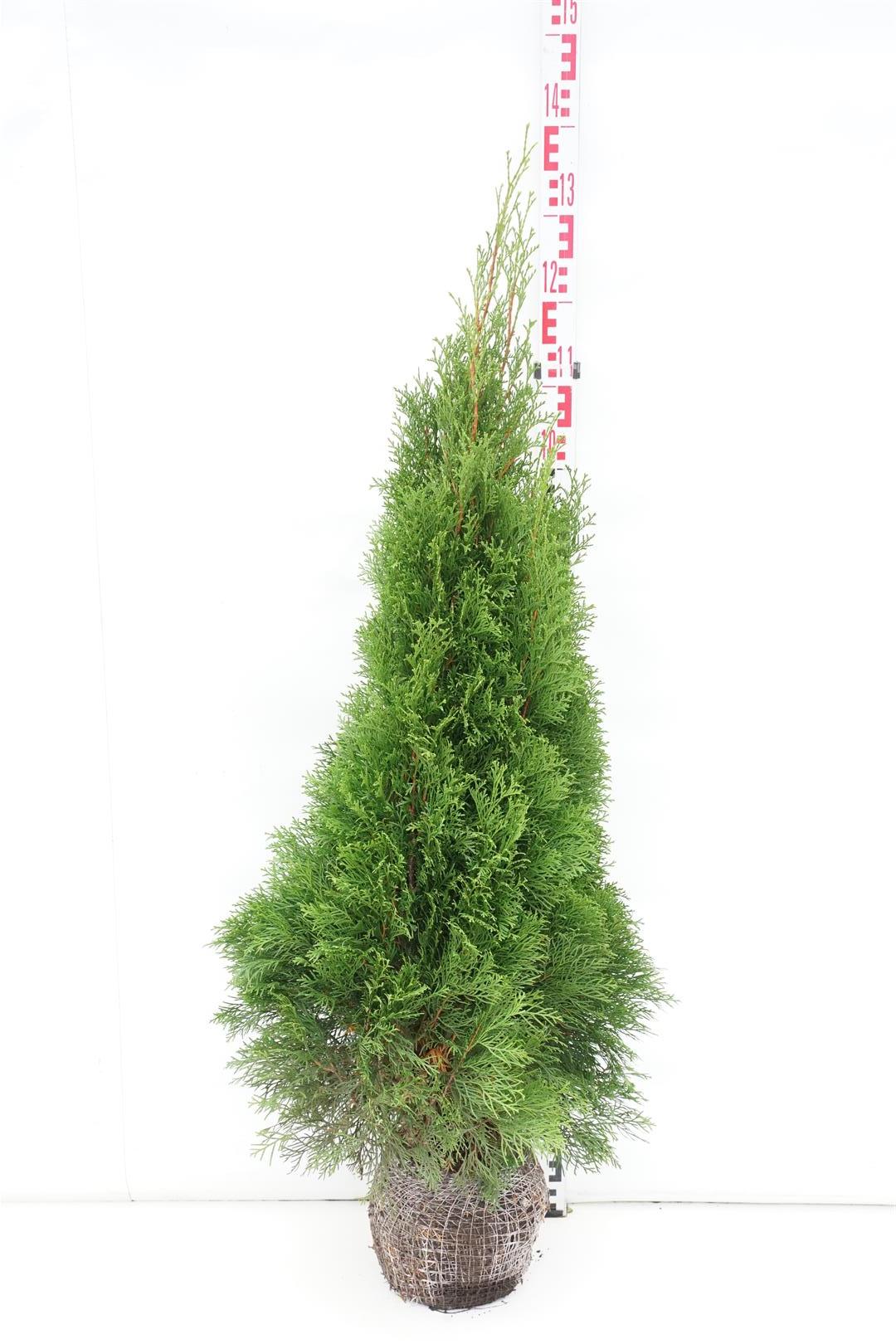 Thuja occ. &