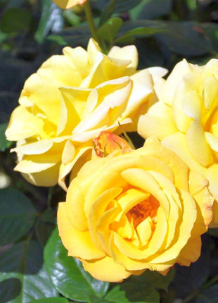 Rosa (F) 'Arthur Bell'